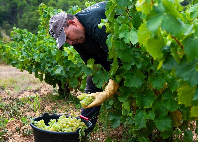 une histoire de terroir